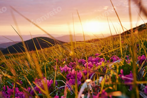 Preview: In the grass. Majestic Carpathian mountains. Beautiful landscape. Breathtaking view