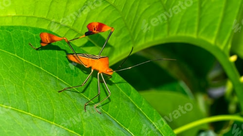 Preview: Shield Bug, Costa Rica