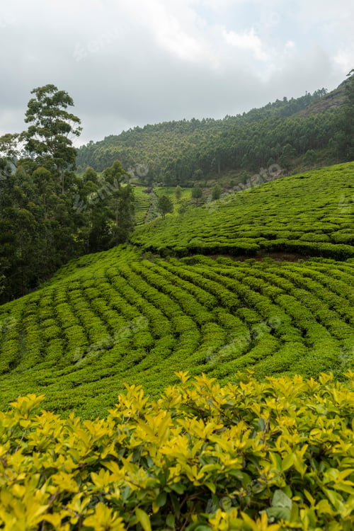 Preview: Tea plantations in Munnar, Kerala, India.