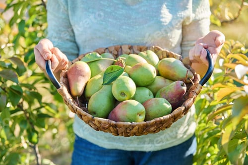 Preview: Close-up of basket with fresh ripe pears in hands, outdoor