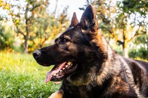 Preview: Cute black King Shepherd laying in the middle of the park on a sunny day