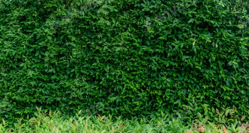 Preview: Small green leaves in hedge wall texture background. Closeup green hedge plant in garden. Eco