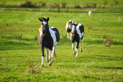 Preview: A young horse on a rural farm follows its mother across the grassy field