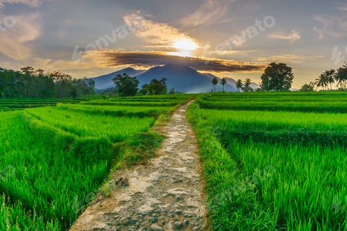 Preview: Beautiful morning view indonesia panorama landscape paddy fields