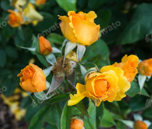 Preview: A Close-Up Shot Of A Cluster Of Orange Roses At Point Defiance Park In Tacoma, Washington.