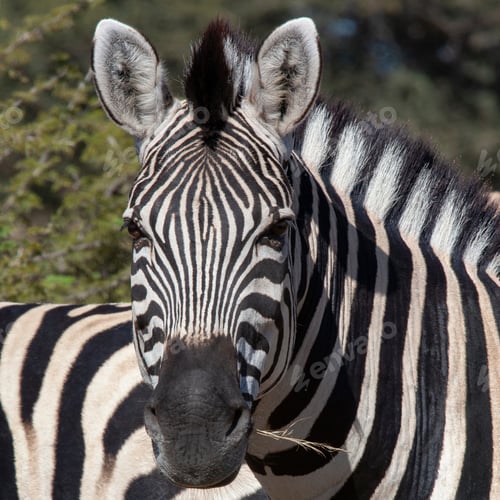 Preview: Zebra - Botswana