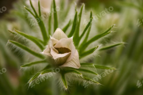 Preview: Closeup shot of a beautiful flower with blurred background