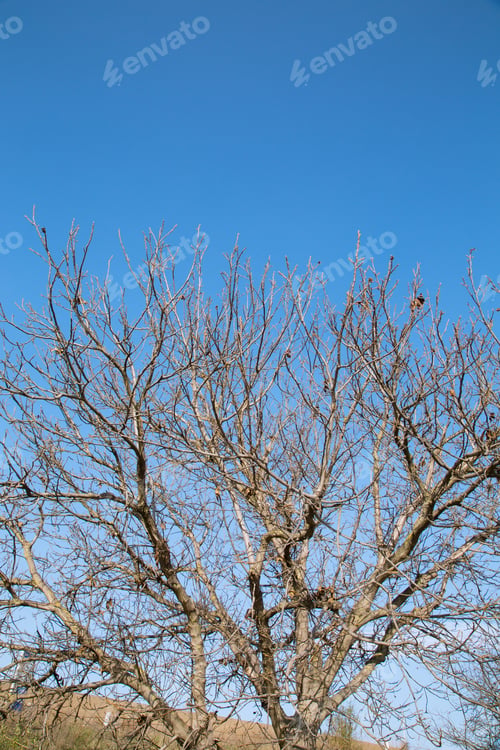 Preview: Branches on the blue sky