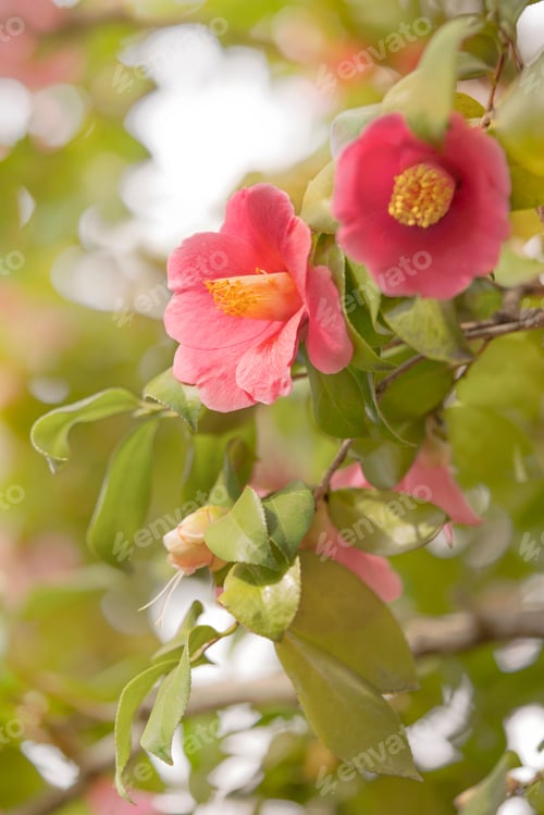 Preview: Closeup on red camellia flowers blooming during the spring season in the Japanese Asukayama park.