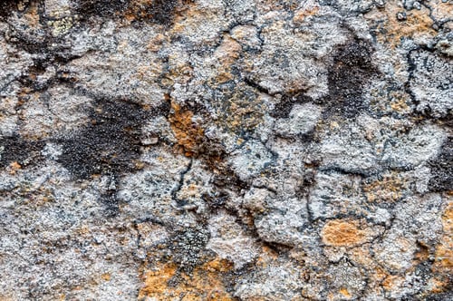 Preview: Gray rock surface with colorful lichens for background or texture
