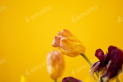 Preview: fading tulpan flower close-up against yellow background