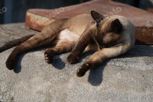 Preview: Beautiful adorable old style siamese