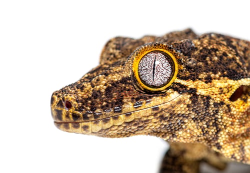 Preview: Close-up on a New Caledonia bumpy gecko head, Rhacodactylus auri
