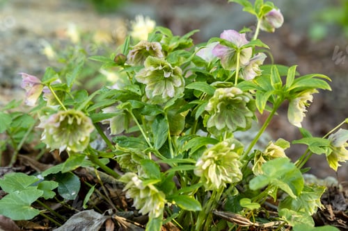 Preview: Double green pink Helleborus hybrid in flower