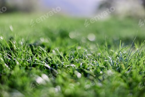 Preview: Spring young lawn grass, illuminated by sunlight. The energy of life, a healthy planet