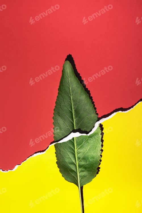 Preview: Green leaf on red and yellow background