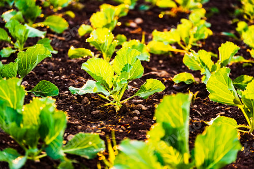 Preview: Young cabbage sprouts on the field in rows