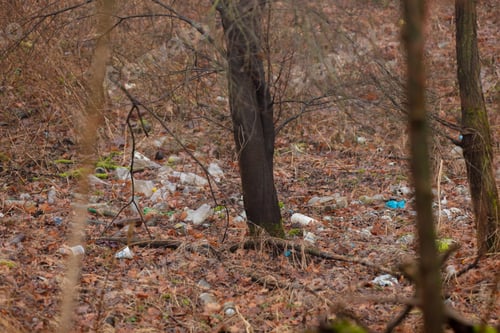 Preview: plastic garbage thrown out in the forest near trees, Poland