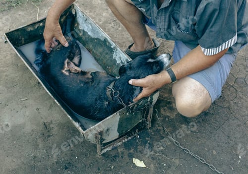 Preview: A man bathes his dog for fleas.