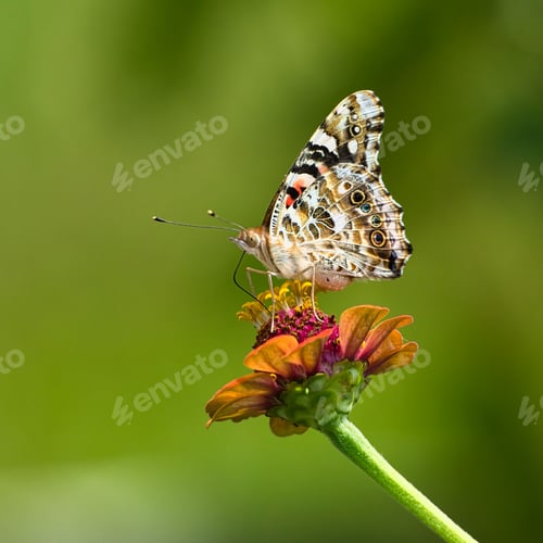 Preview: Painted Lady butterfly feeding on the nectar of an orange flower in the garden on a sunny day