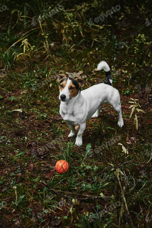 Preview: Dog standing on path