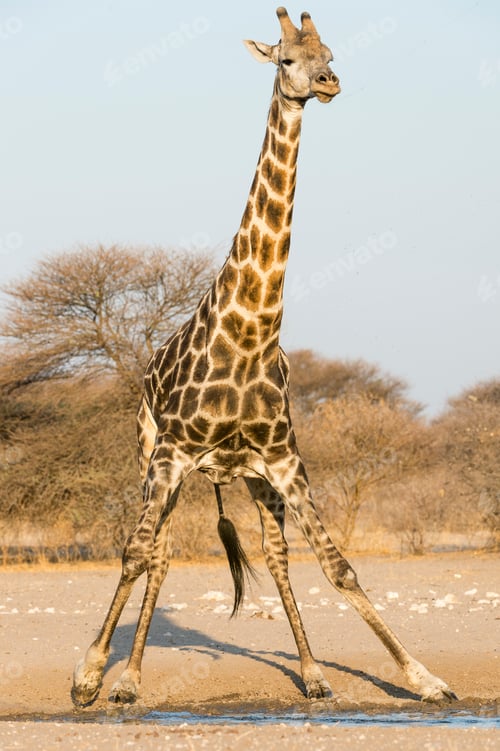 Preview: Portrait of a Southern Giraffe (Giraffa camelopardalis), Kalahari, Botswana, Africa