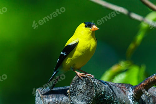 Preview: Selective focus of small yellow American goldfinch bird (Spinus tristis) on branch with copyspace