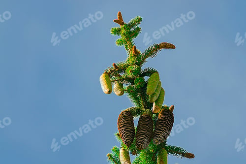 Preview: Bumps on a branch against the sky. Crimean summer. Hot sunny day.