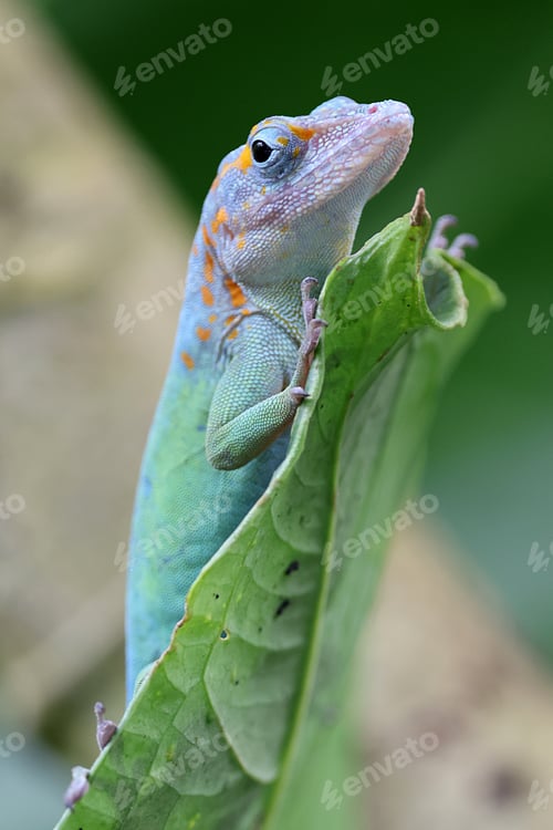 Preview: Anolis marmoratus close up on branch