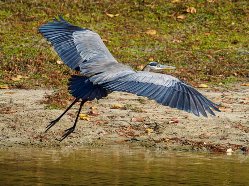 Preview: Solitary blue heron bird soars over a tranquil lake situated amongst lush green grass