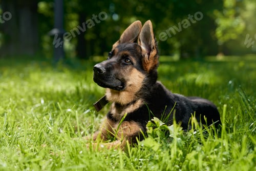 Preview: Purebred puppy in collar lying on grass at park