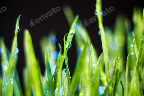 Preview: green grass