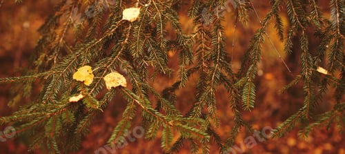 Preview: Autumn golden falling Leaves on a green spruce tree