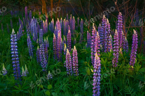Preview: Close up purple lupines blossom in sunset time in spring or early summer.