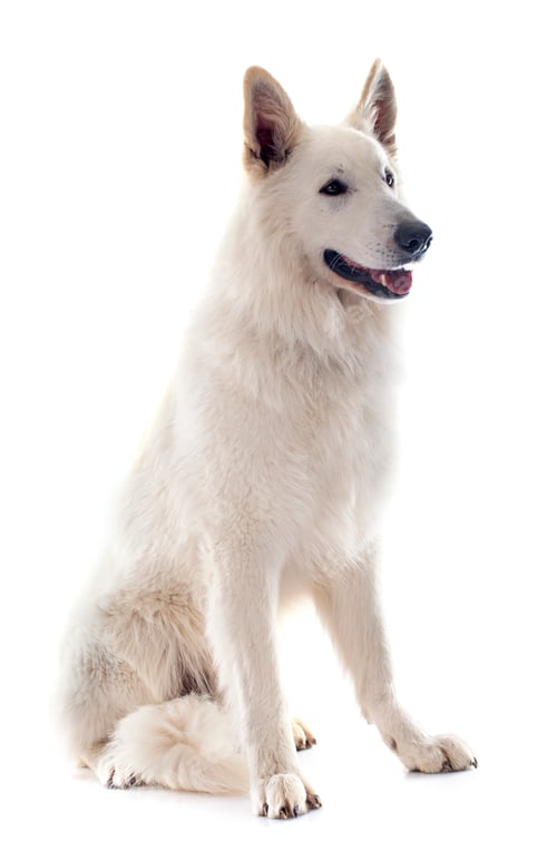Preview: Swiss shepherd