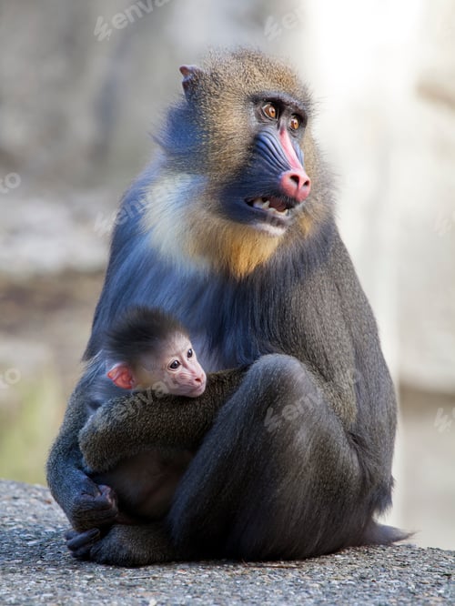 Preview: Mandrill mother with her baby