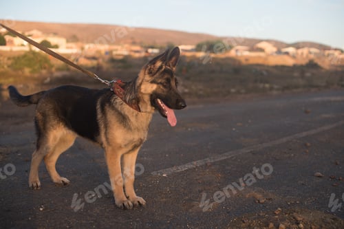 Preview: Cute Alsatian puppy on leash