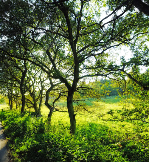 Preview: Lush forest in the spring