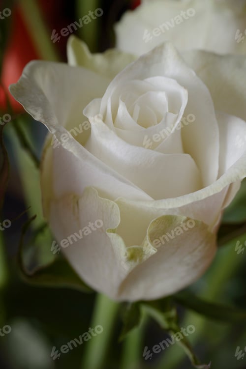 Preview: White rose