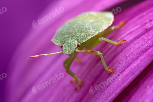 Preview: Insect Macro Photography