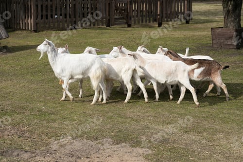 Preview: A Herd of Goats Walking Across a Lush Green Field