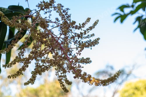 Preview: Mango flowers in the foreground.