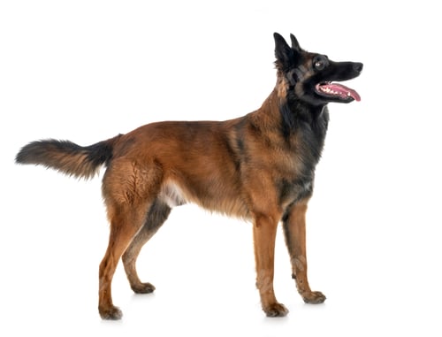 Preview: belgian shepherd tervuren