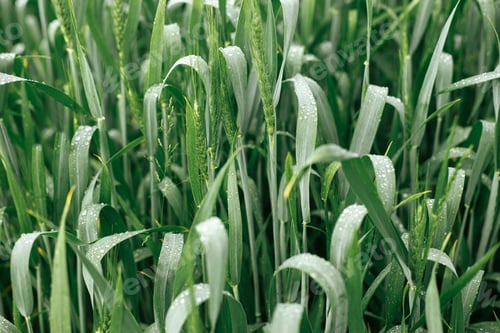 Preview: Wheat field after rain. Green wheat ears and stem in water drops close up. Agriculture