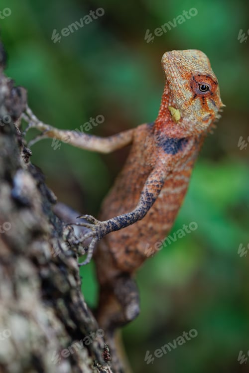 Preview: Vertical shot of a garden lizard on a tree in a garden with a blurry background