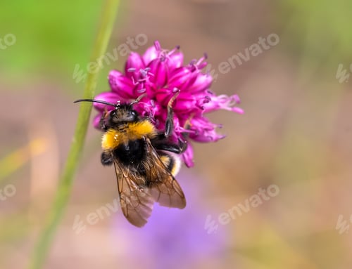 Preview: A bumblebee drinking nectar on a wild onion flower, insects, summer.
