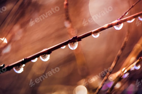 Preview: Macro shot of autumn tree branches after rain with raindrops and glitter bokeh background