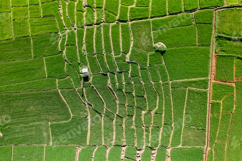 Preview: Rice field ,Aerial view of rice fields