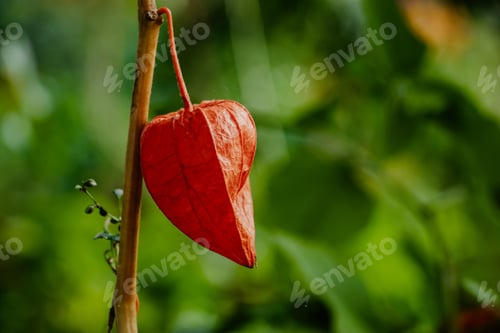 Preview: Red physalis alkekengi close-up. Exotic fruit on branch. Chinese lantern, Japanese lantern