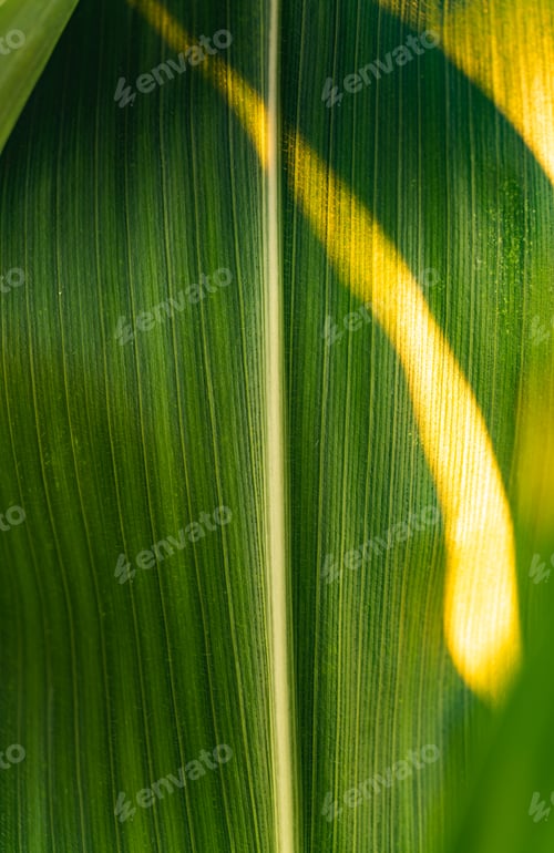 Preview: Green growing leaves of maize in a field.